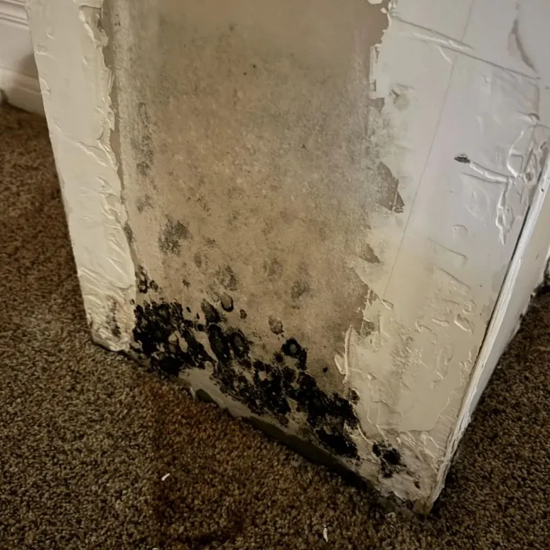 Professional Mold Removal in Lemmon, SD